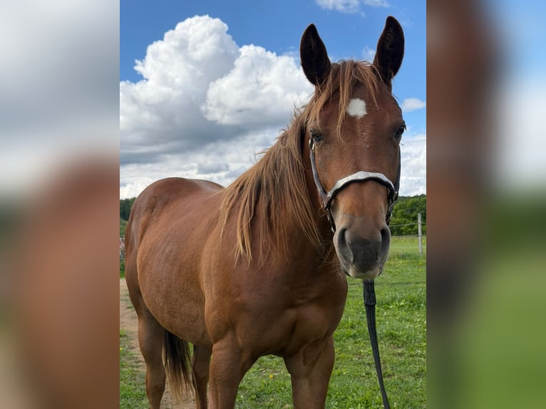 Caballo cuarto de milla Yegua 2 años 152 cm Alazán in Rheinfelden