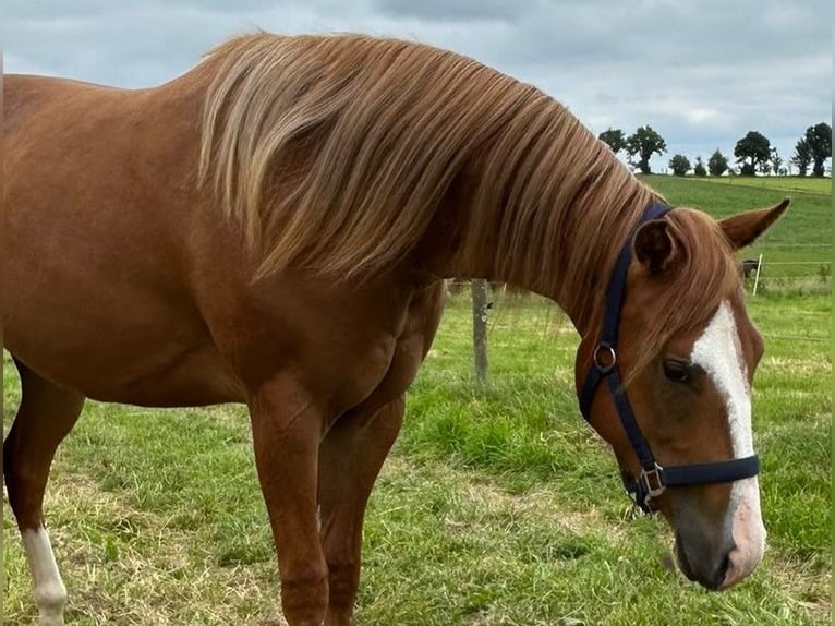 Caballo cuarto de milla Yegua 2 años 152 cm Alazán in Clausthal-Zellerfeld