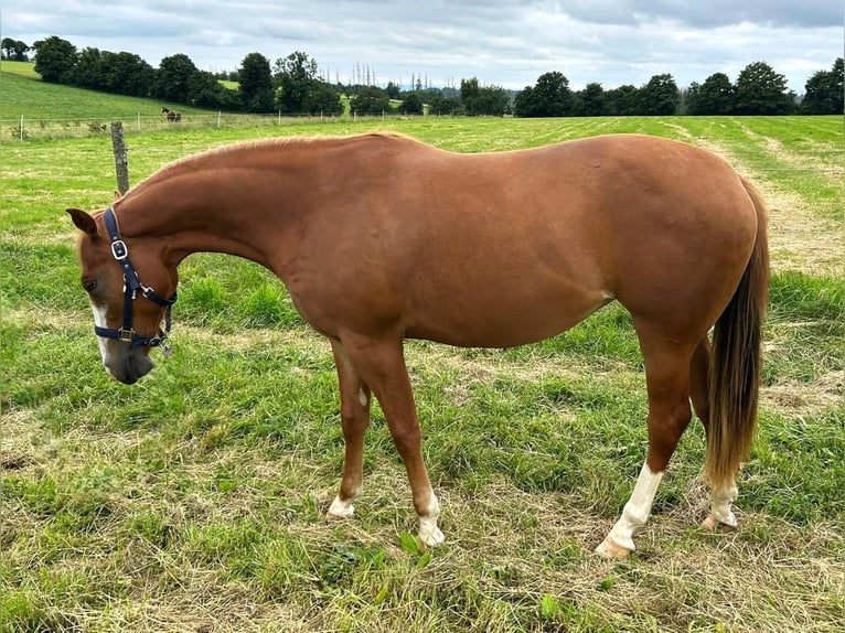 Caballo cuarto de milla Yegua 2 años 152 cm Alazán in Clausthal-Zellerfeld