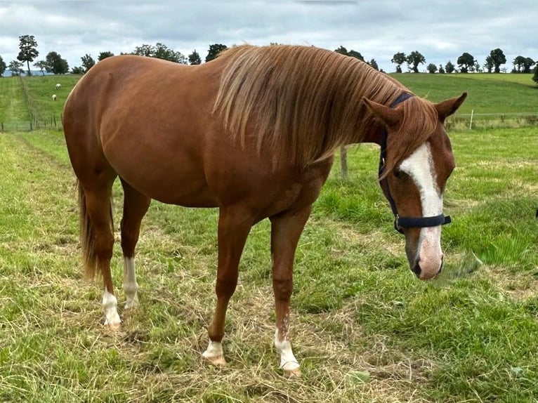 Caballo cuarto de milla Yegua 2 años 152 cm Alazán in Clausthal-Zellerfeld