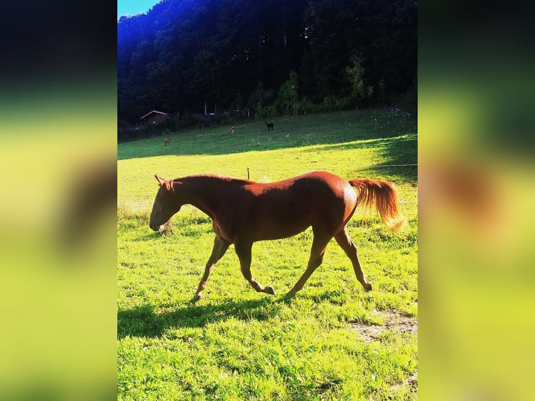 Caballo cuarto de milla Yegua 2 años 152 cm Alazán in Ostermiething