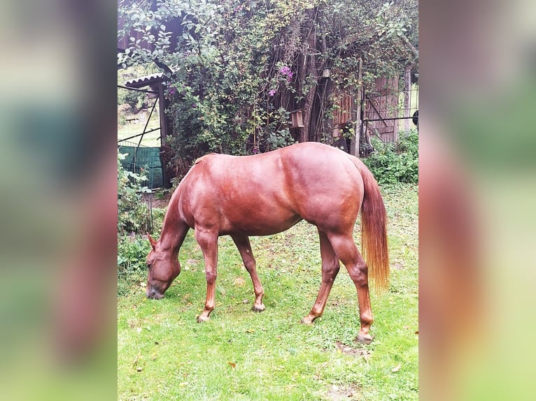 Caballo cuarto de milla Yegua 2 años 152 cm Alazán in Ostermiething