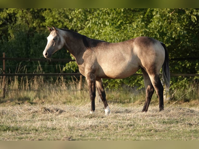 Caballo cuarto de milla Yegua 2 años 152 cm Buckskin/Bayo in Erkelenz