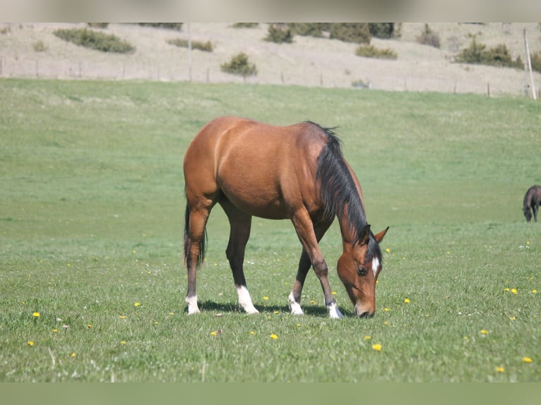 Caballo cuarto de milla Yegua 2 años 152 cm Castaño in Haigerloch