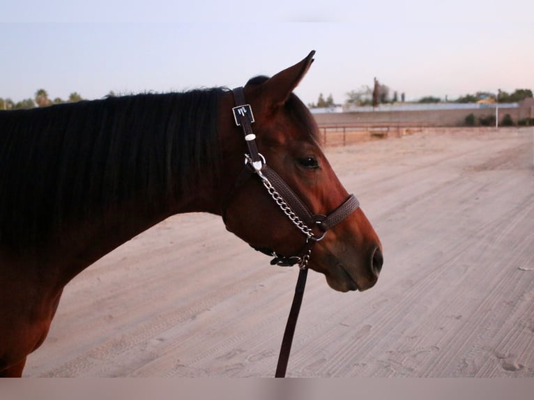 Caballo cuarto de milla Yegua 2 años 152 cm Castaño rojizo in Bakersfield