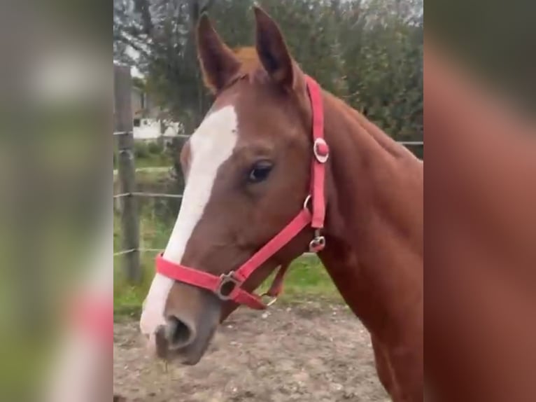 Caballo cuarto de milla Yegua 2 años 153 cm Alazán-tostado in Wasserburg am Inn