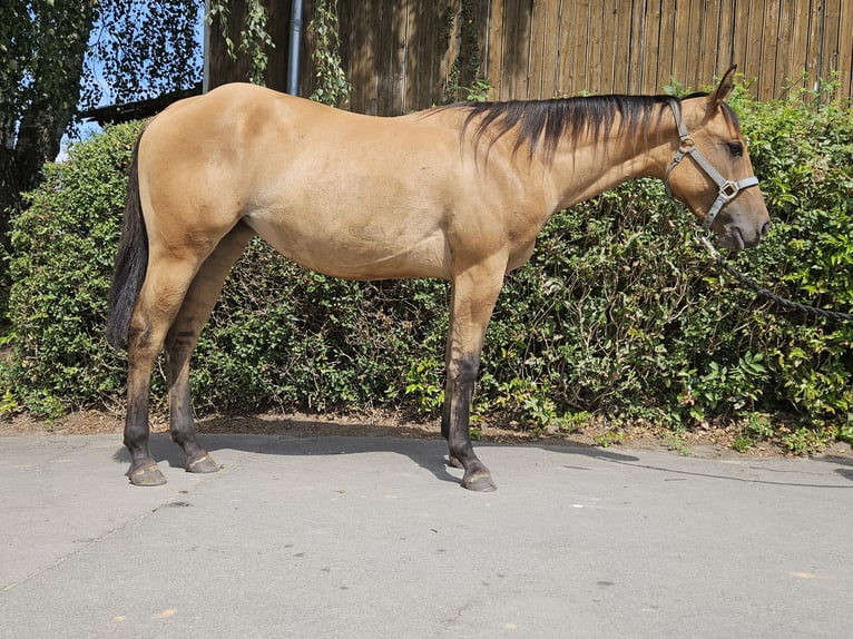 Caballo cuarto de milla Yegua 2 años 153 cm Dunalino (Cervuno x Palomino) in Bergkamen Caballo cuarto de milla Yegua 2 años 153 cm Dunalino (Cervuno x Palomino) in Bergkamen