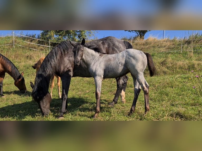 Caballo cuarto de milla Yegua 2 años 153 cm Ruano azulado in Langenbach