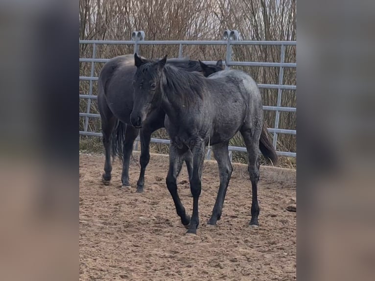 Caballo cuarto de milla Yegua 2 años 153 cm Ruano azulado in Langenbach