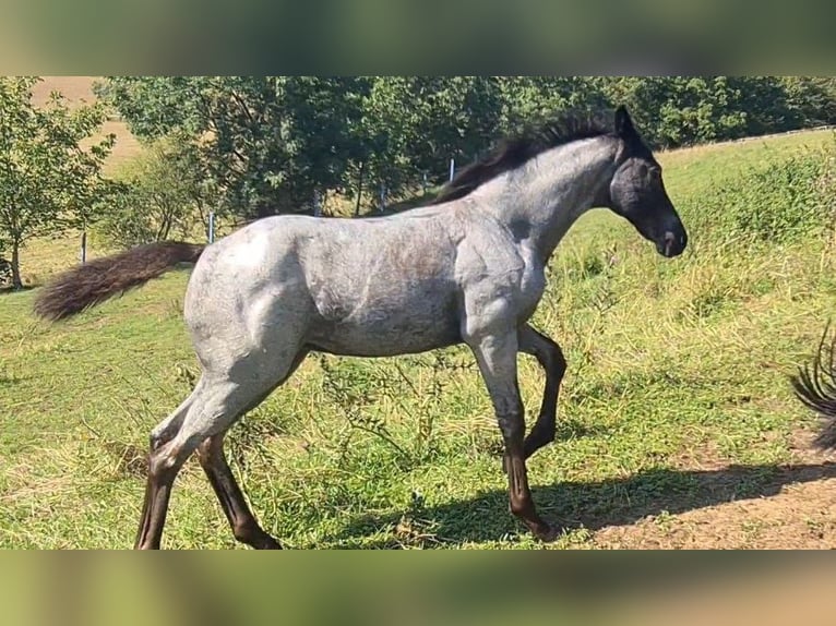 Caballo cuarto de milla Yegua 2 años 153 cm Ruano azulado in Langenbach