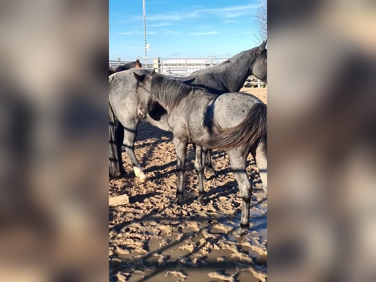 Caballo cuarto de milla Yegua 2 años 153 cm Ruano azulado in Langenbach