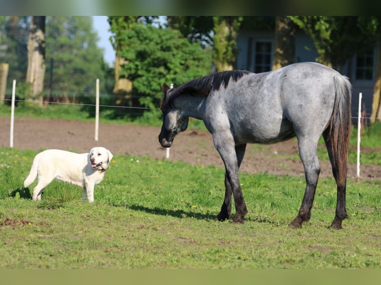 Caballo cuarto de milla Yegua 2 años 154 cm Ruano azulado in Elmenhorst-Lichtenhagen