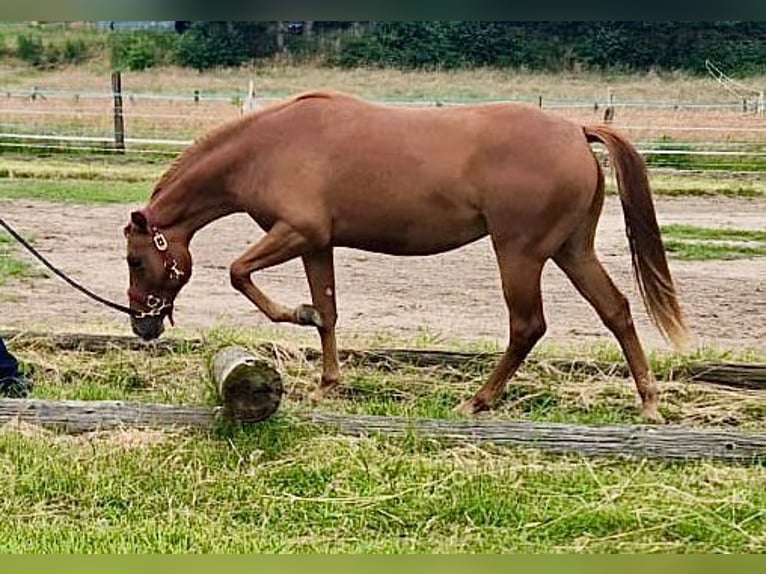 Caballo cuarto de milla Yegua 2 años 155 cm Alazán in Haltern am See