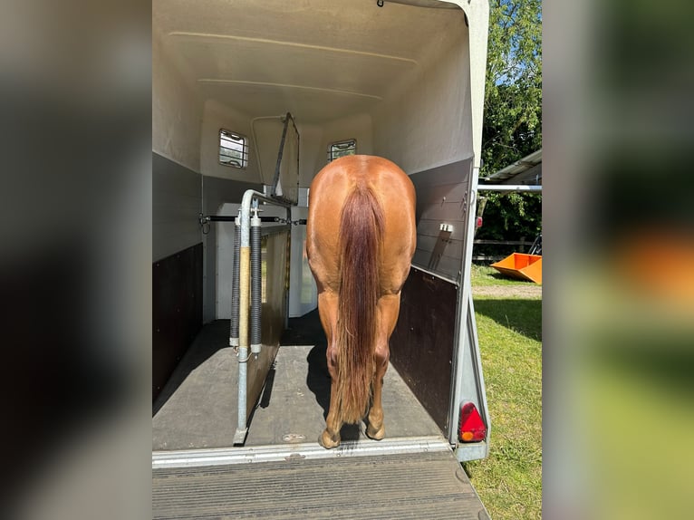 Caballo cuarto de milla Yegua 2 años 155 cm Alazán in Haltern am See