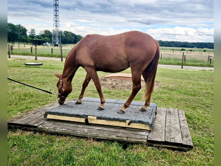 Caballo cuarto de milla Yegua 2 años 155 cm Alazán in Haltern am See