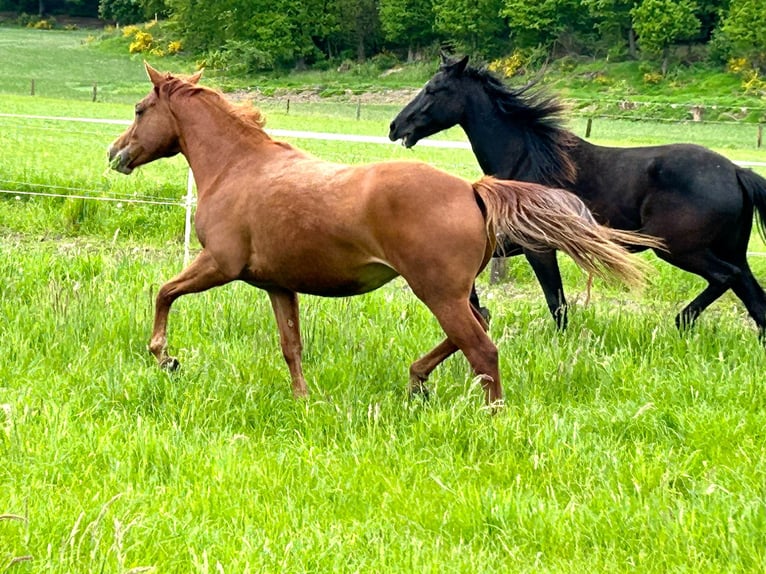 Caballo cuarto de milla Yegua 2 años 155 cm Alazán in Haltern am See