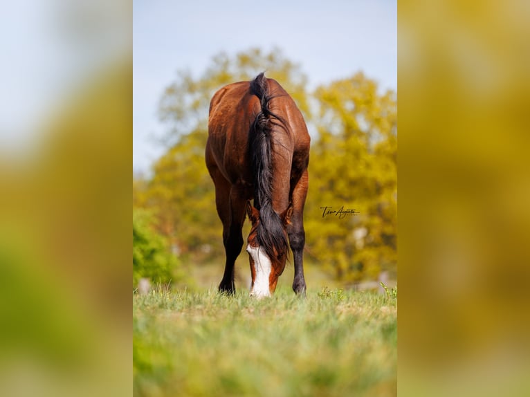 Caballo cuarto de milla Yegua 2 años 155 cm in Stahnsdorf