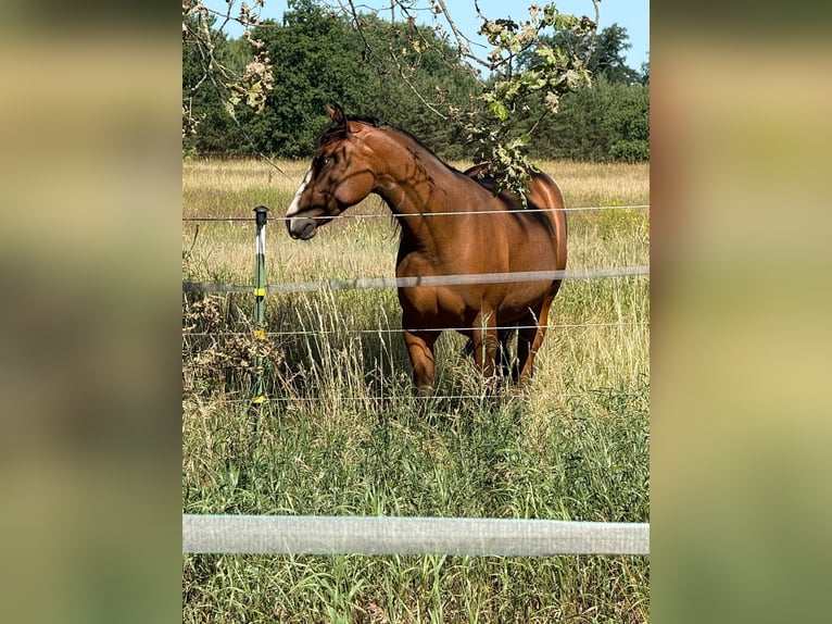 Caballo cuarto de milla Yegua 2 años 155 cm in Stahnsdorf
