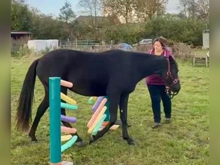 Caballo cuarto de milla Yegua 2 años 155 cm Negro in Haltern am See