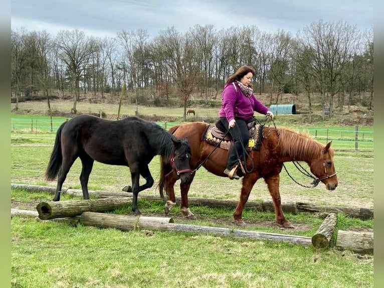 Caballo cuarto de milla Yegua 2 años 155 cm Negro in Haltern am See