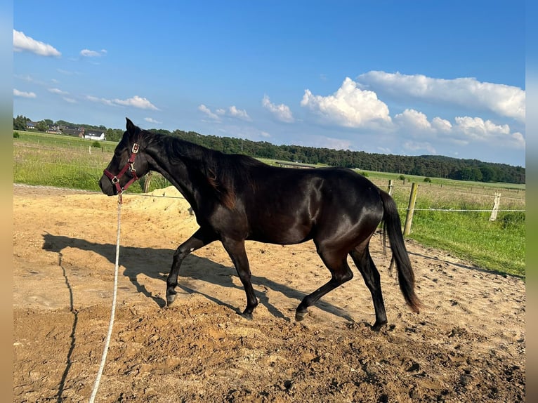 Caballo cuarto de milla Yegua 2 años 155 cm Negro in Haltern am See