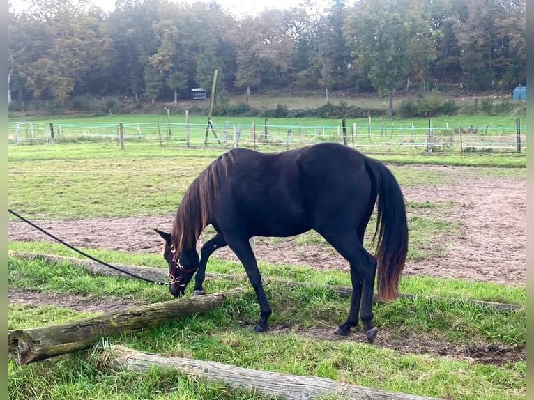 Caballo cuarto de milla Yegua 2 años 155 cm Negro in Haltern am See