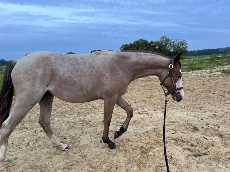 Caballo cuarto de milla Yegua 2 años 155 cm Ruano alazán in Rostock