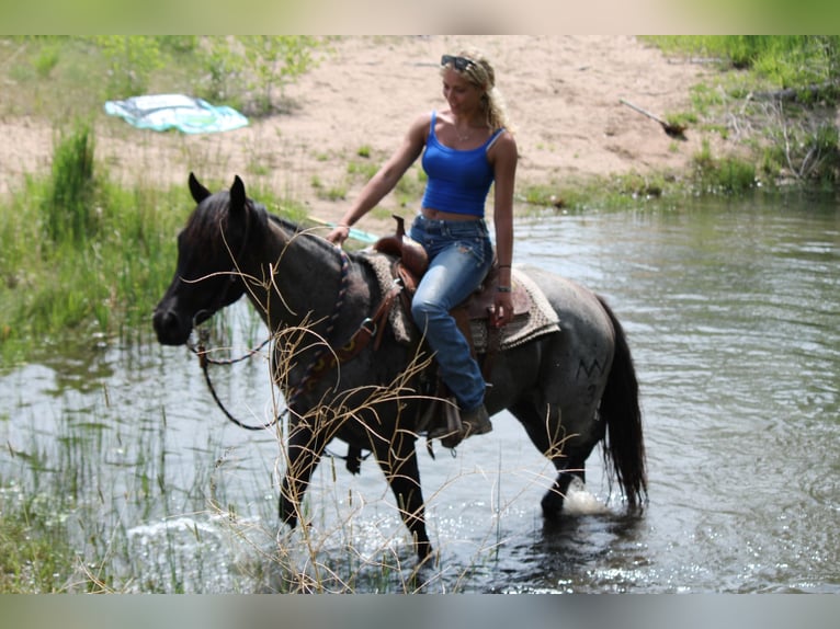 Caballo cuarto de milla Yegua 2 años 155 cm Ruano azulado in Fort Collins, CO