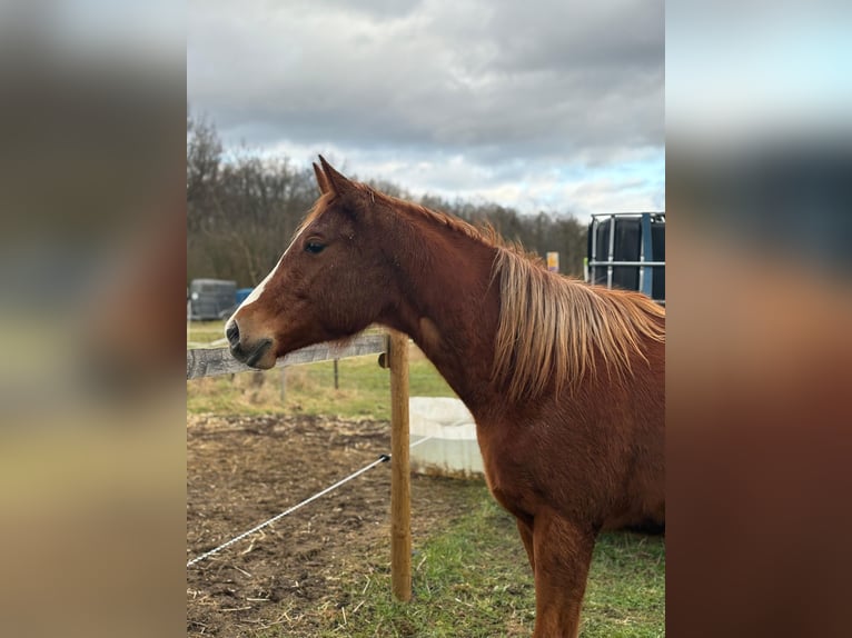 Caballo cuarto de milla Yegua 2 años 160 cm Alazán in Wachtberg
