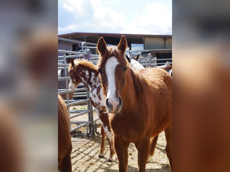 Caballo cuarto de milla Yegua 2 años 160 cm Alazán in Langenau