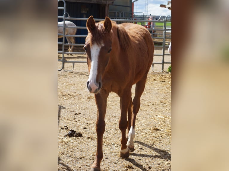 Caballo cuarto de milla Yegua 2 años 160 cm Alazán in Langenau