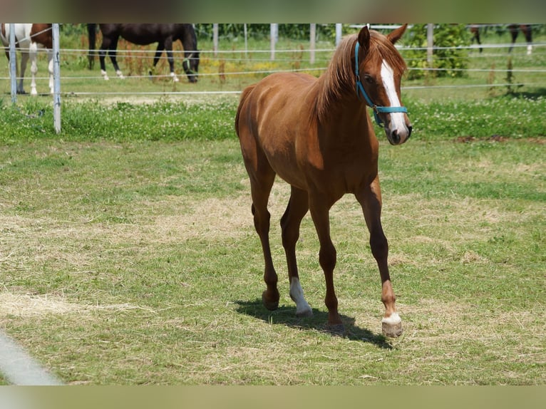 Caballo cuarto de milla Yegua 2 años 160 cm Alazán in Langenau