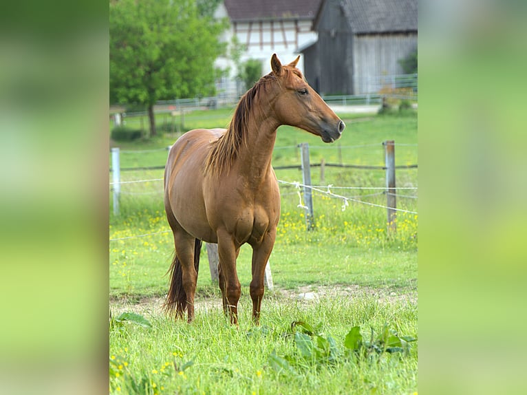 Caballo cuarto de milla Yegua 2 años Alazán in Biberach an der Ri&#xDF;