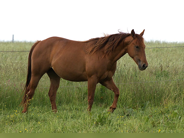 Caballo cuarto de milla Yegua 2 años Alazán in Biberach an der Ri&#xDF;