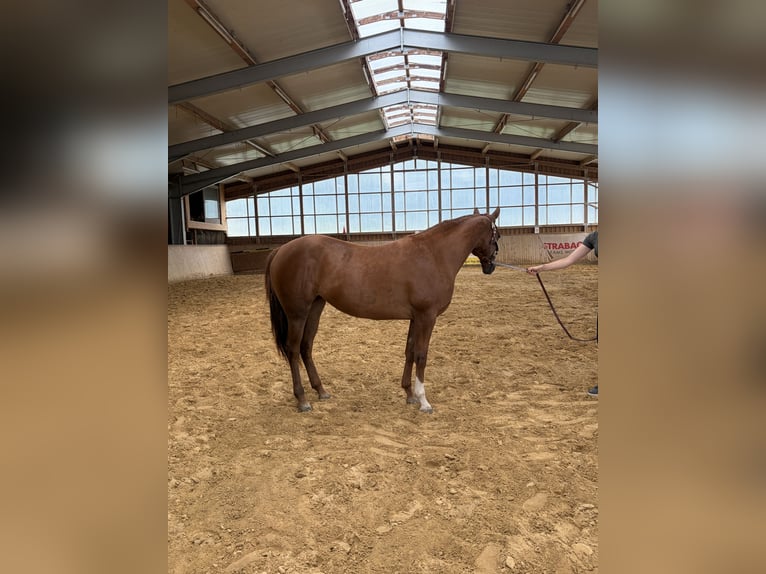 Caballo cuarto de milla Yegua 2 años Alazán in Arnbruck