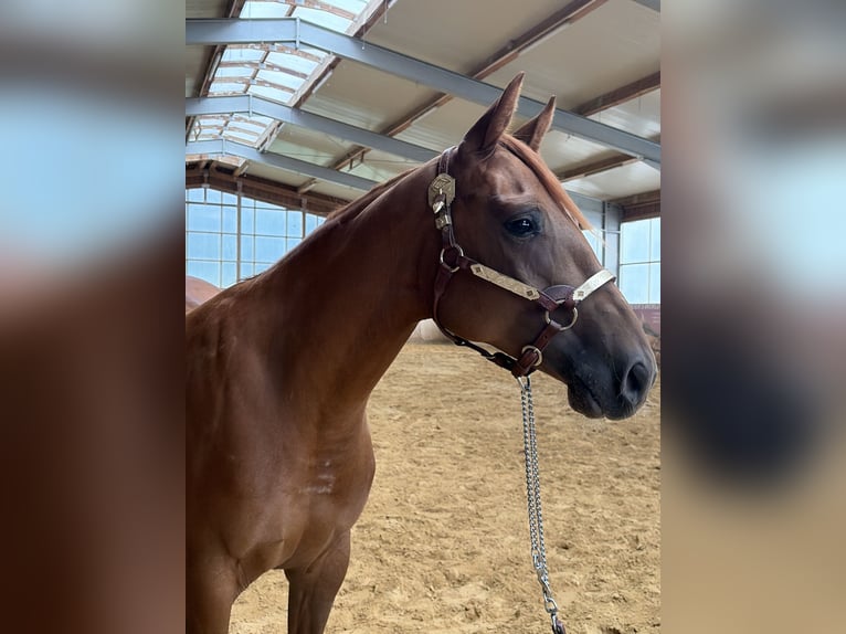 Caballo cuarto de milla Yegua 2 años Alazán in Arnbruck