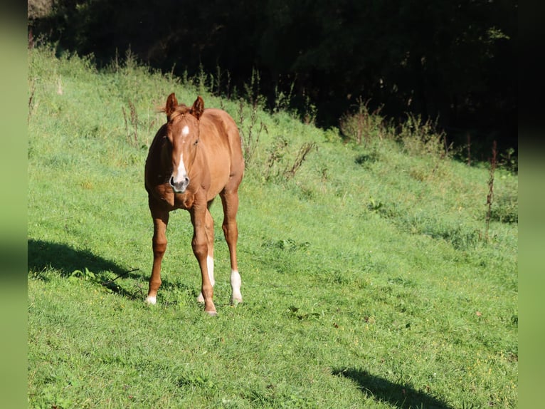 Caballo cuarto de milla Yegua 2 años Alazán in Neuwied