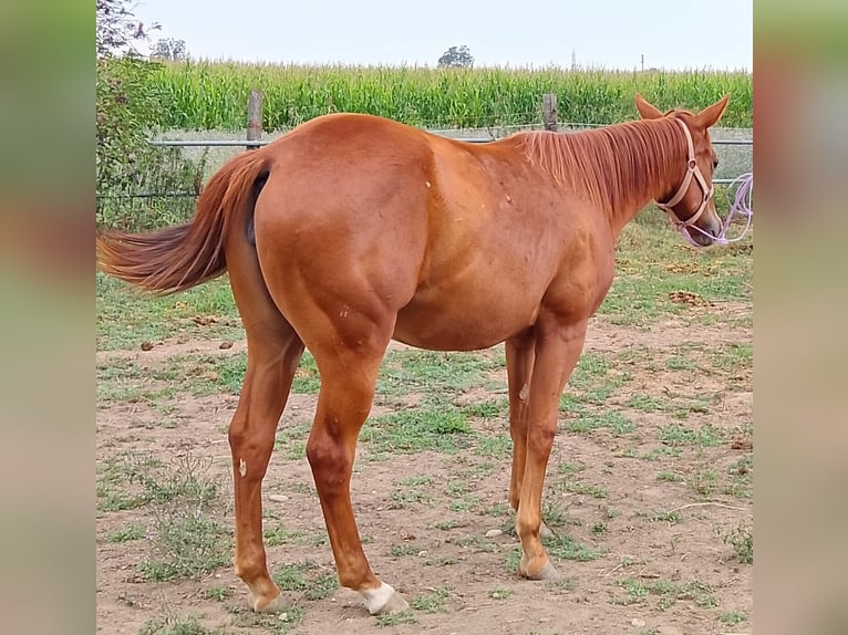 Caballo cuarto de milla Yegua 2 años Alazán in Fossano