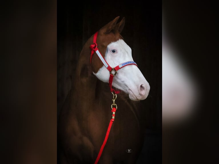 Caballo cuarto de milla Yegua 2 años Alazán in Nidderau