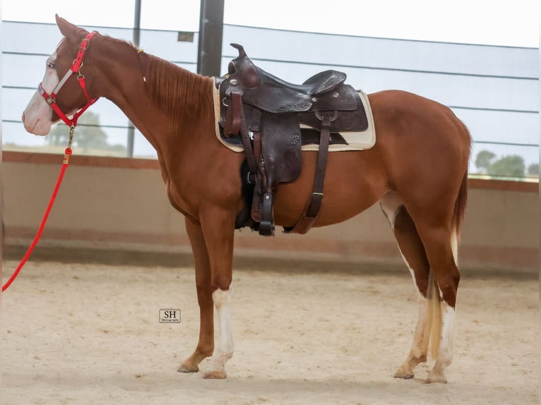 Caballo cuarto de milla Yegua 2 años Alazán in Nidderau