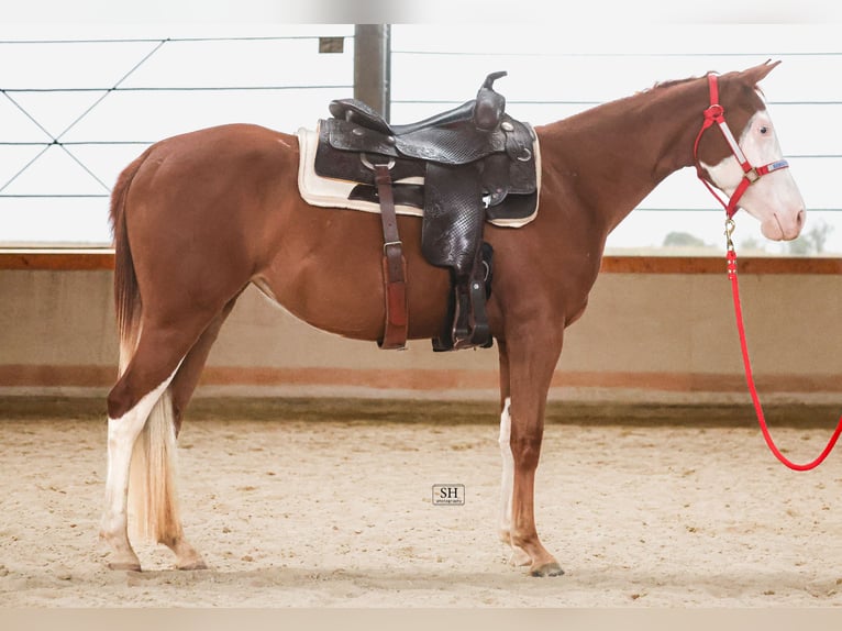 Caballo cuarto de milla Yegua 2 años Alazán in Nidderau