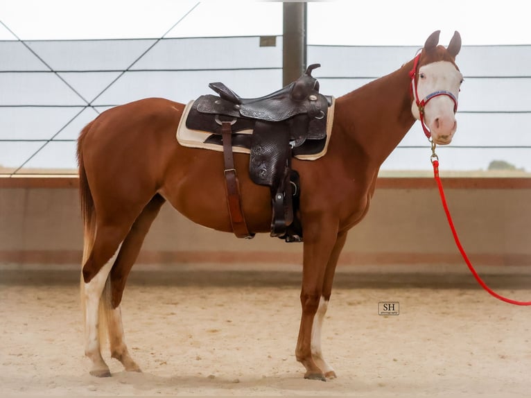 Caballo cuarto de milla Yegua 2 años Alazán in Nidderau