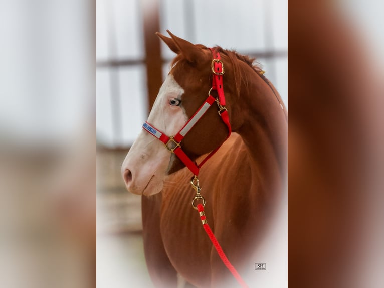 Caballo cuarto de milla Yegua 2 años Alazán in Nidderau