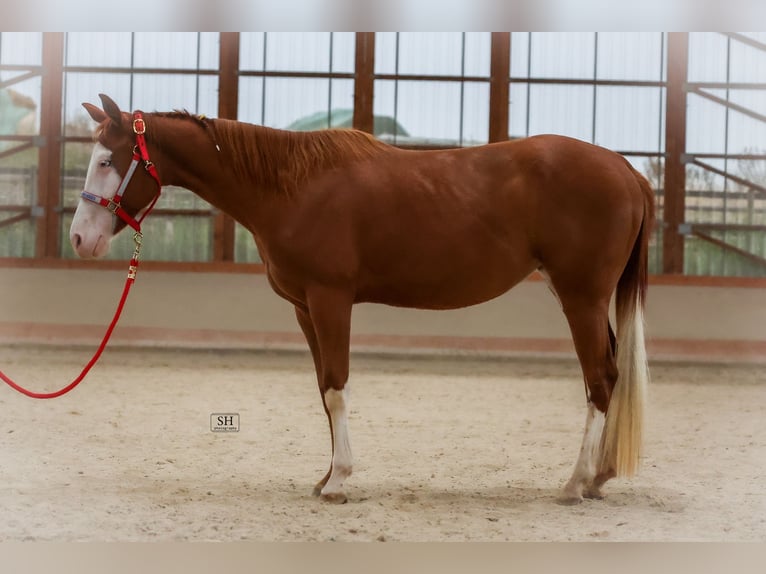 Caballo cuarto de milla Yegua 2 años Alazán in Nidderau