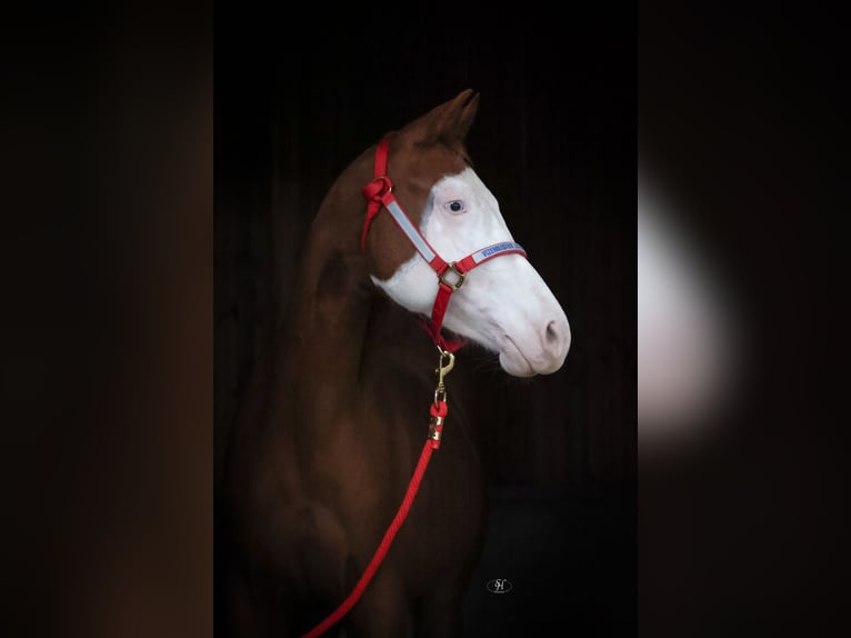 Caballo cuarto de milla Yegua 2 años Alazán in Nidderau