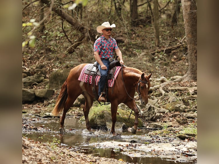 Caballo cuarto de milla Yegua 2 años Alazán rojizo in Buffalo