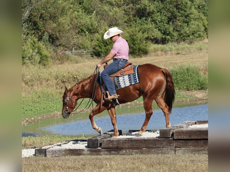 Caballo cuarto de milla Yegua 2 años Alazán rojizo in Buffalo