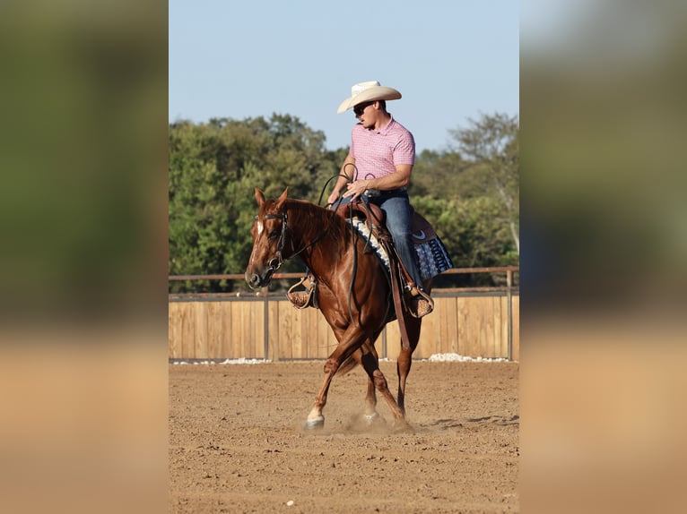 Caballo cuarto de milla Yegua 2 años Alazán rojizo in Buffalo