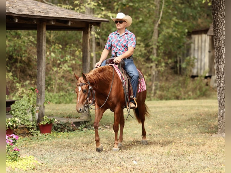 Caballo cuarto de milla Yegua 2 años Alazán rojizo in Buffalo