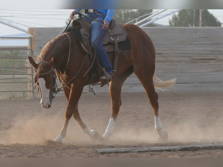 Caballo cuarto de milla Yegua 2 años Alazán-tostado in Amarillo